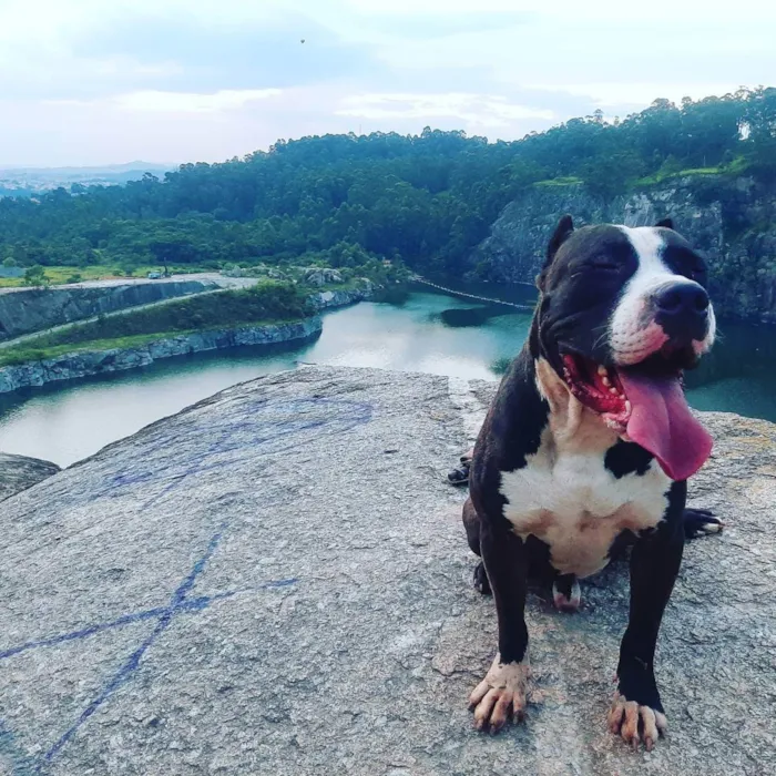Cachorro ra a American bully idade 2 anos nome Apolo