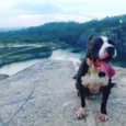 Apolo