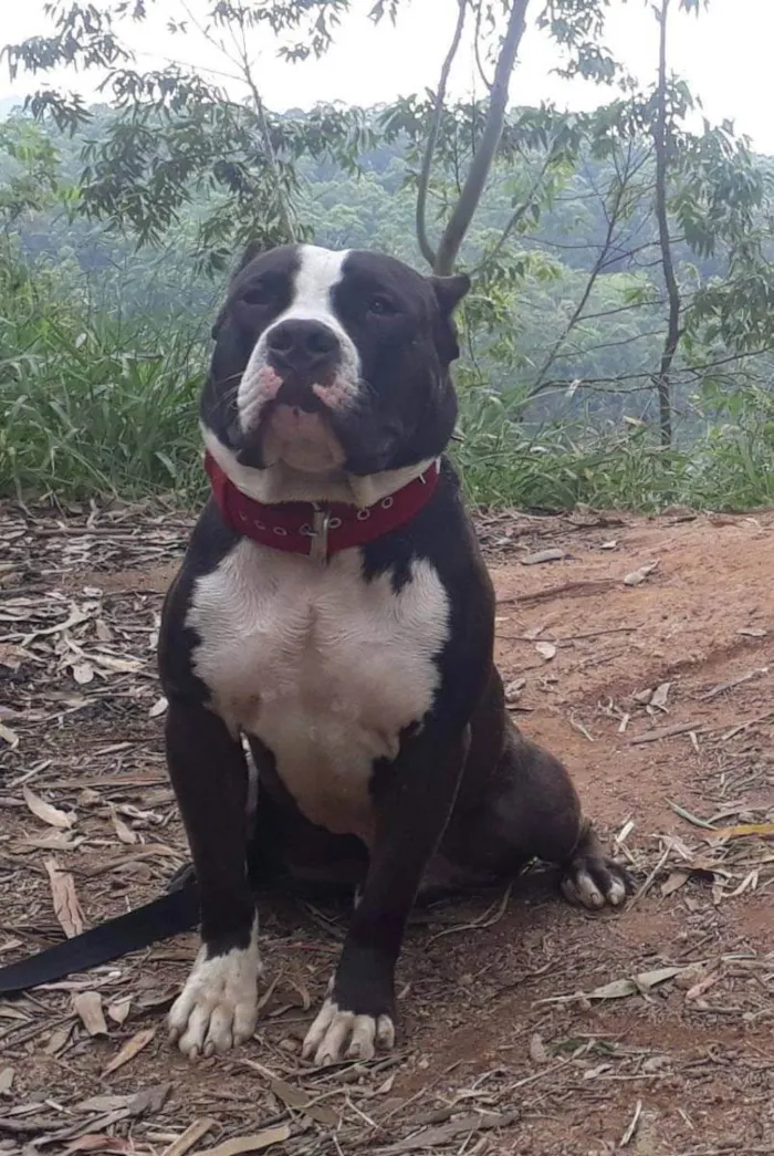 Cachorro ra a American bully idade 2 anos nome Apolo
