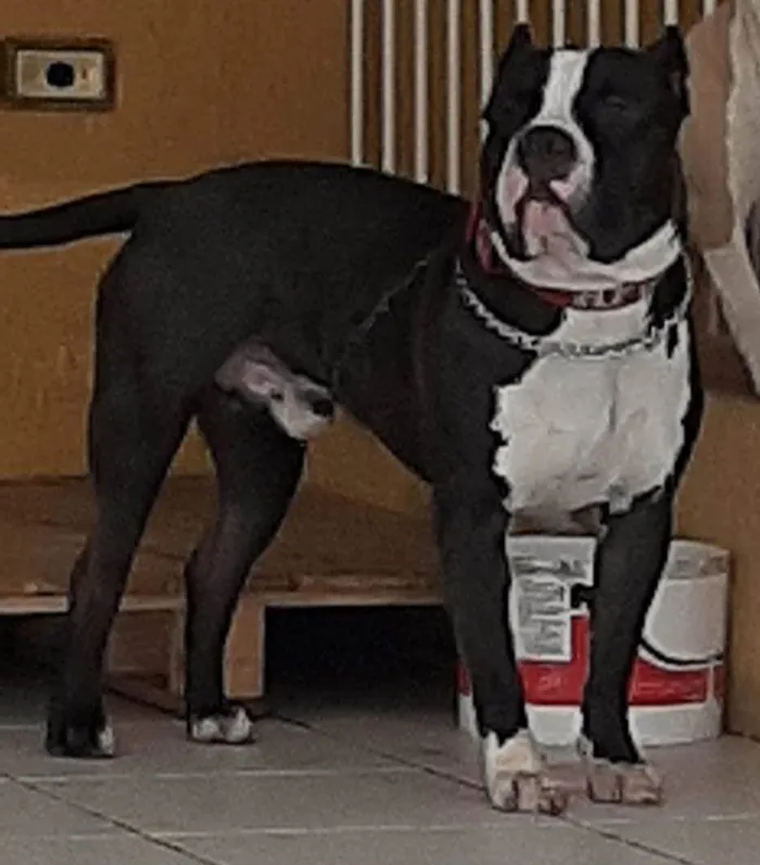 Cachorro ra a American bully idade 2 anos nome Apolo