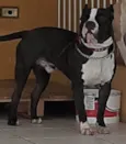 Apolo