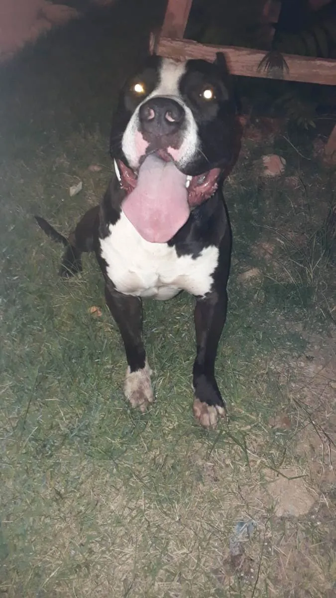 Cachorro ra a American bully idade 2 anos nome Apolo
