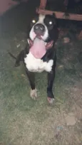 Apolo