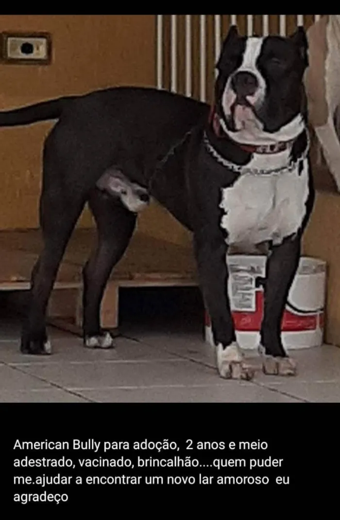 Cachorro ra a American bully idade 2 anos nome Apolo