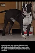 Apolo