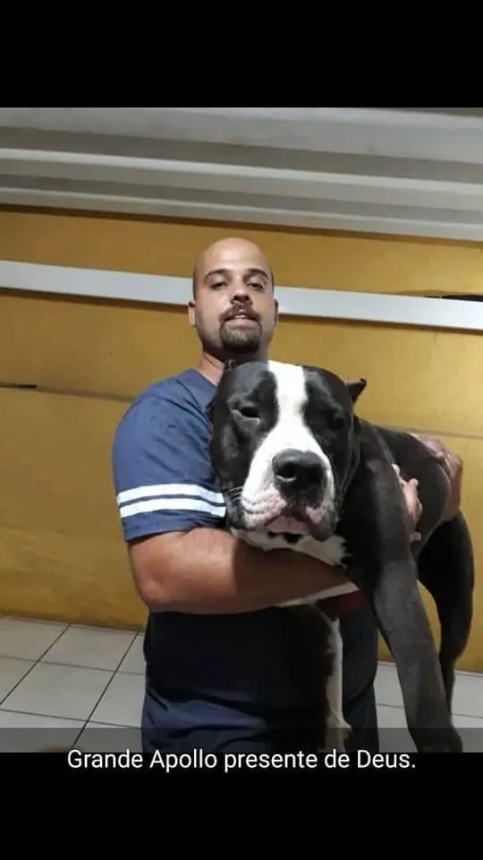 Cachorro ra a American bully idade 2 anos nome Apolo