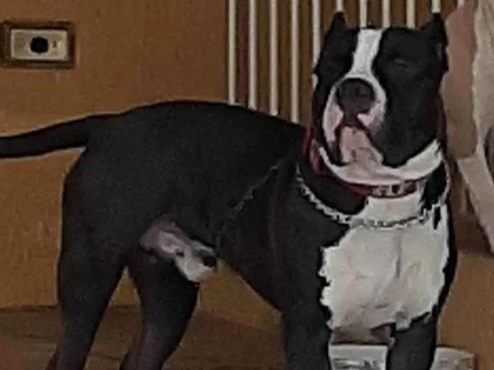 Cachorro ra a American bully idade 2 anos nome Apolo