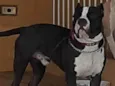 Apolo