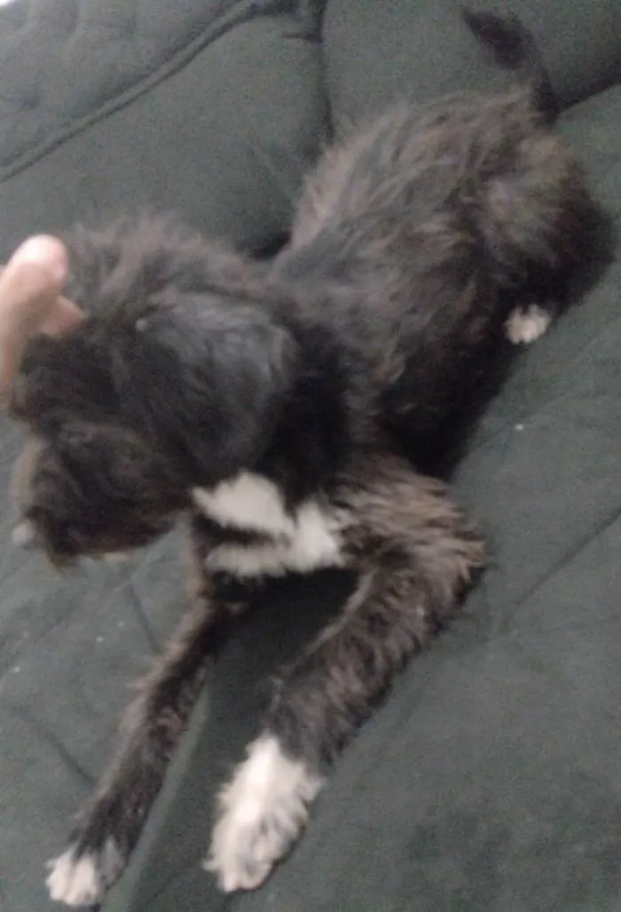 Cachorro ra a Poodle idade 7 a 11 meses nome Pandora 