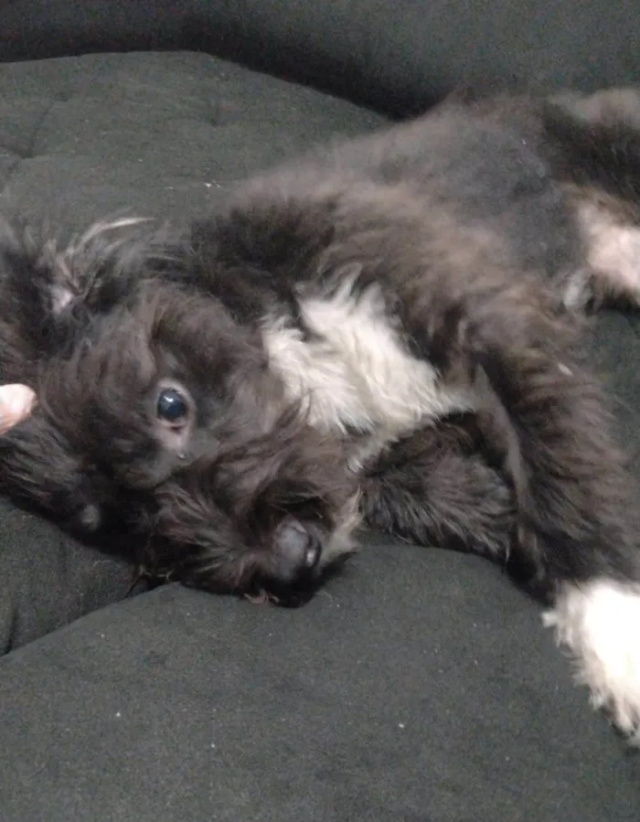 Cachorro ra a Poodle idade 7 a 11 meses nome Pandora 