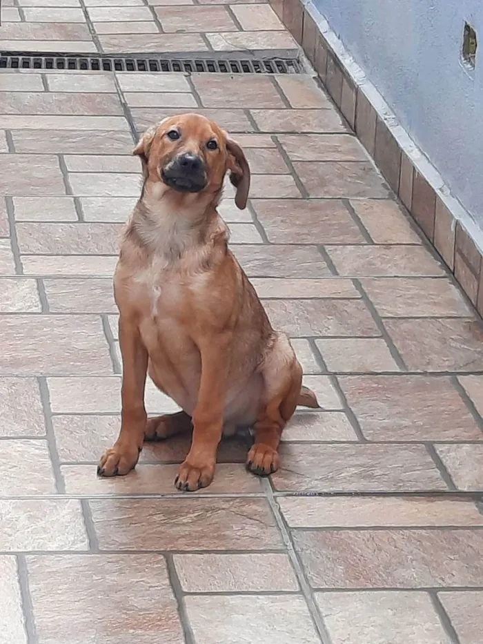 Cachorro ra a Caramelo, sem raça definida  idade 7 a 11 meses nome Bob