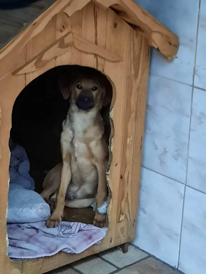 Cachorro ra a Caramelo, sem raça definida  idade 7 a 11 meses nome Bob