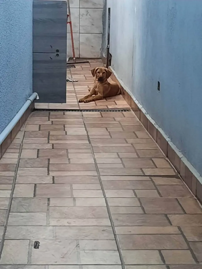 Cachorro ra a Caramelo, sem raça definida  idade 7 a 11 meses nome Bob