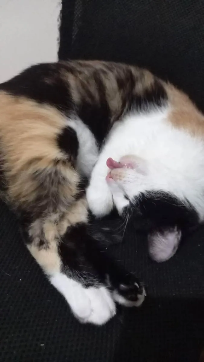 Gato ra a Tricolor idade 3 anos nome Alice