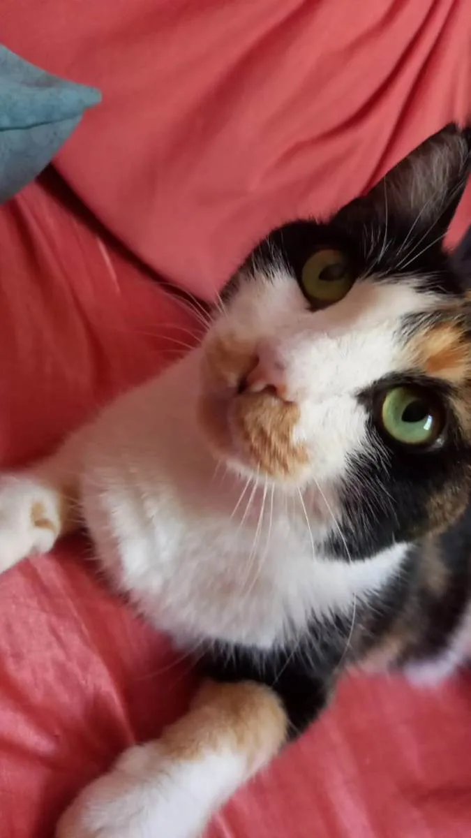 Gato ra a Tricolor idade 3 anos nome Alice