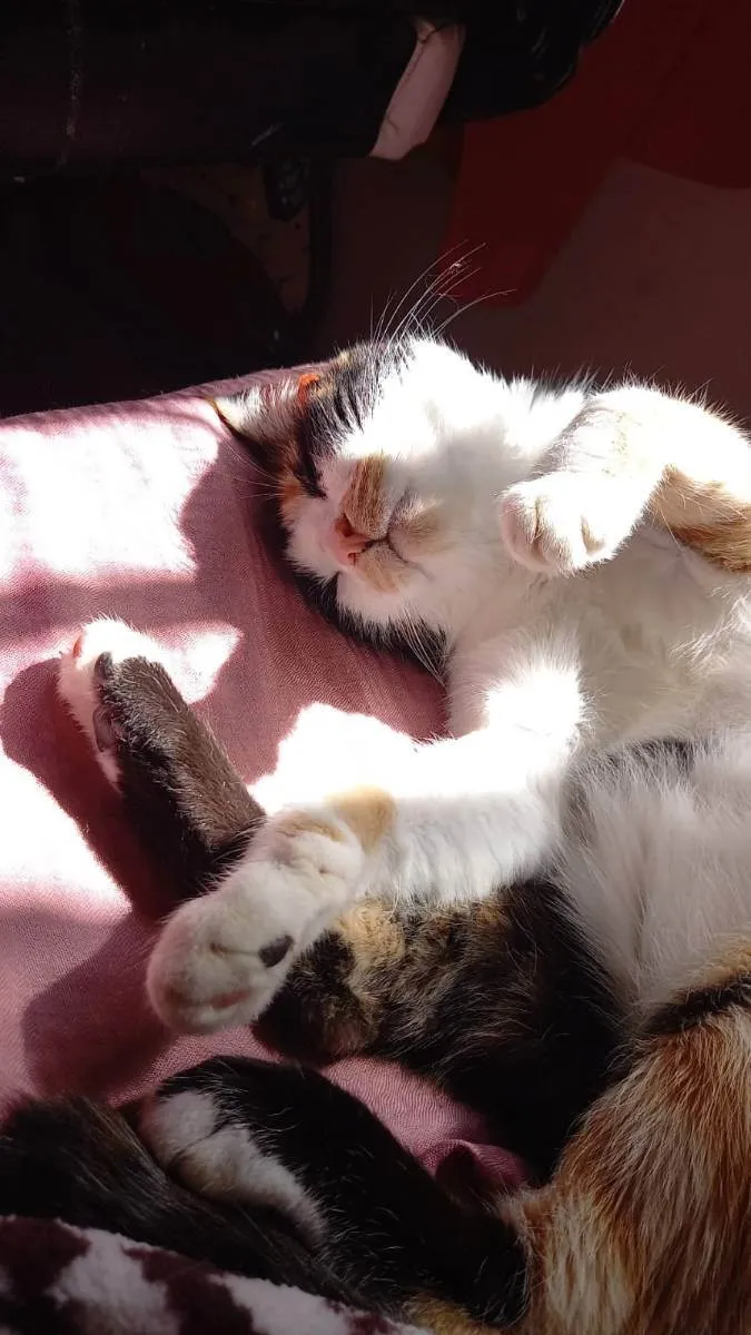 Gato ra a Tricolor idade 3 anos nome Alice