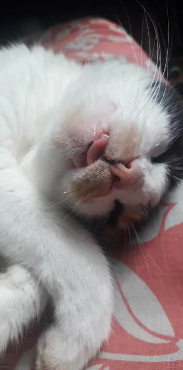 Gato ra a Tricolor idade 3 anos nome Alice