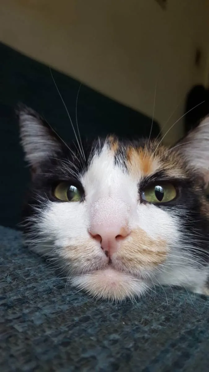 Gato ra a Tricolor idade 3 anos nome Alice