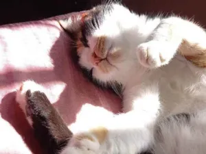Gato raça Tricolor idade 3 anos nome Alice