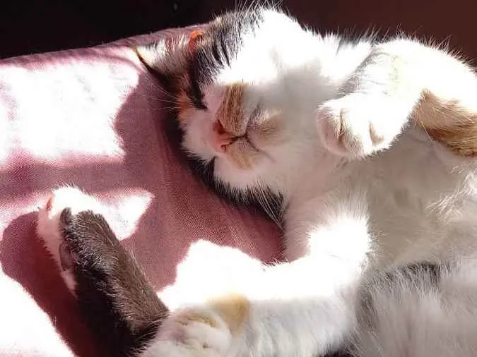 Gato ra a Tricolor idade 3 anos nome Alice