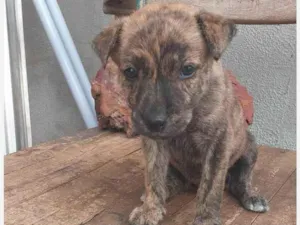 Cachorro raça SRD idade  nome Maria