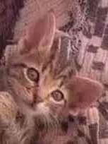 Gato ra a Felino SRD idade 2 a 6 meses nome Xuxuzinho