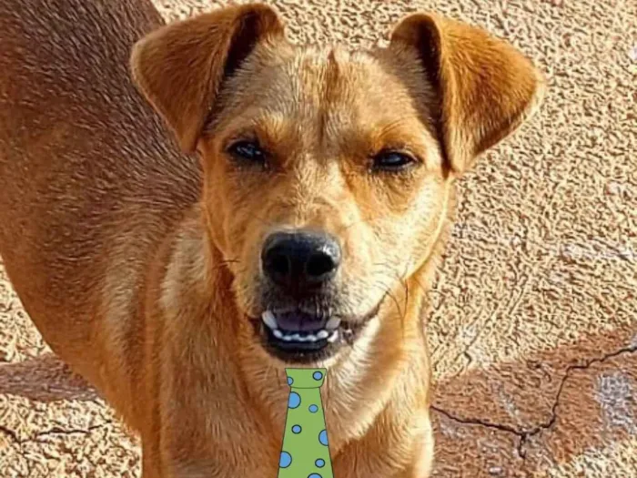 Cachorro ra a Mestiço  idade 2 a 6 meses nome Spike 