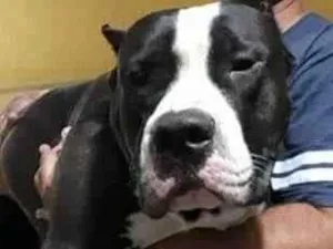 Cachorro raça American bully idade 2 anos nome Apolo