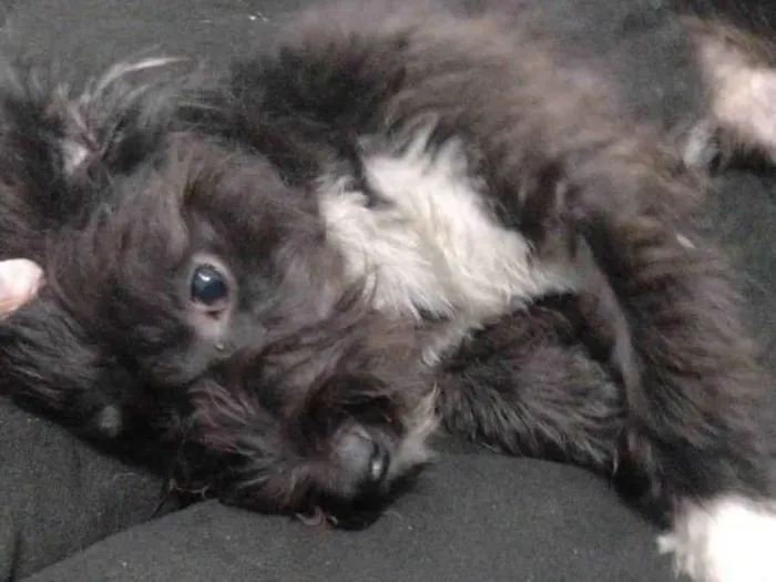 Cachorro ra a Poodle idade 7 a 11 meses nome Pandora 