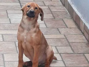 Cachorro raça Caramelo, sem raça definida  idade 7 a 11 meses nome Bob