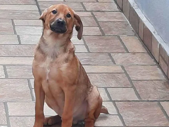 Cachorro ra a Caramelo, sem raça definida  idade 7 a 11 meses nome Bob