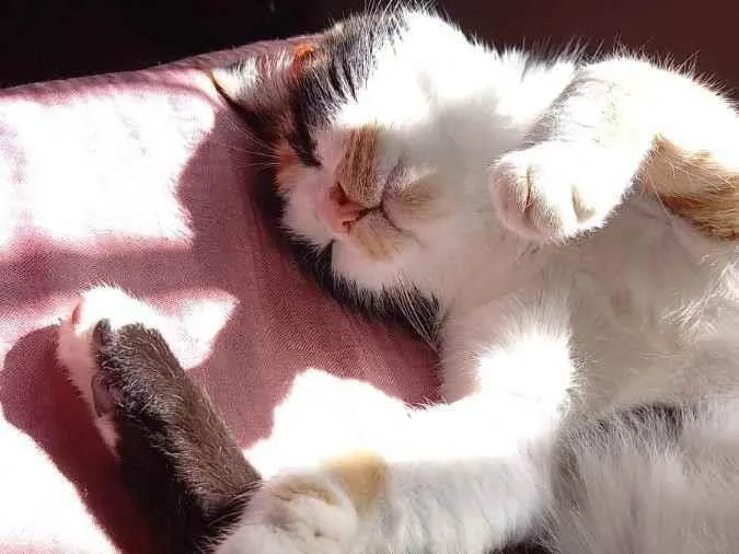 Gato ra a Tricolor idade 3 anos nome Alice