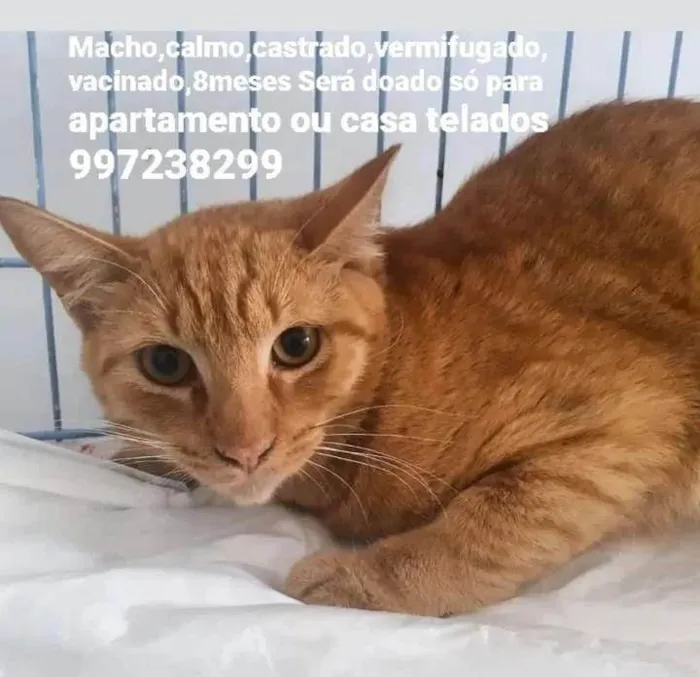 Gato ra a Srd idade 2 a 6 meses nome Apolo