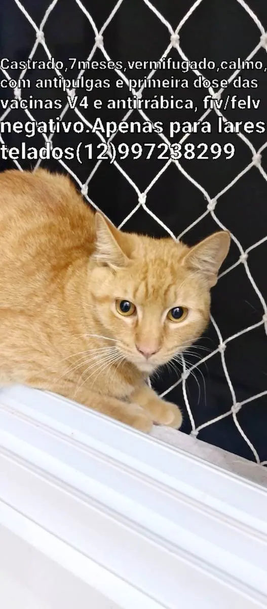 Gato ra a Srd idade 2 a 6 meses nome Apolo