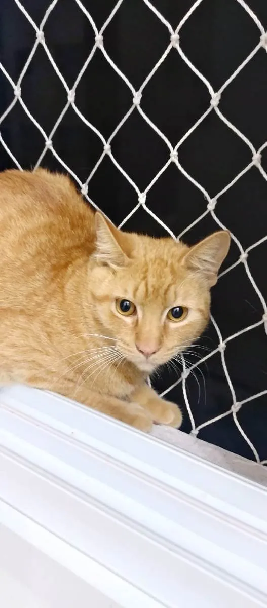 Gato ra a Srd idade 2 a 6 meses nome Apolo