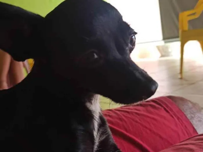 Cachorro ra a Pincher  idade 3 anos nome Belinha 