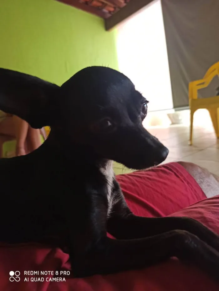 Cachorro ra a Pincher  idade 3 anos nome Belinha 