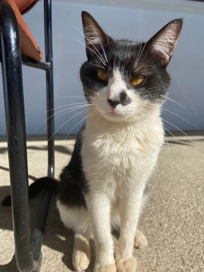 Gato ra a  idade 2 anos nome Sem nome