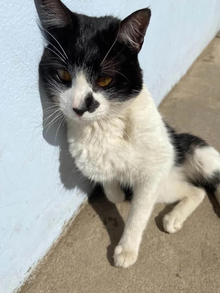 Gato ra a  idade 2 anos nome Sem nome