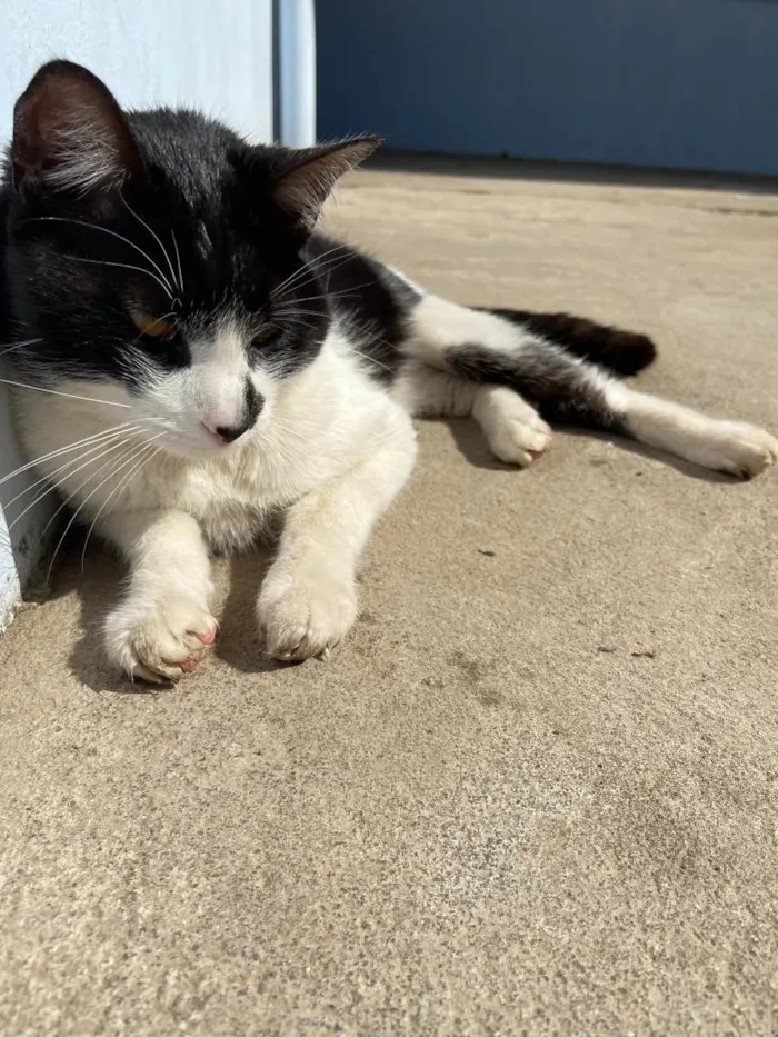 Gato ra a  idade 2 anos nome Sem nome