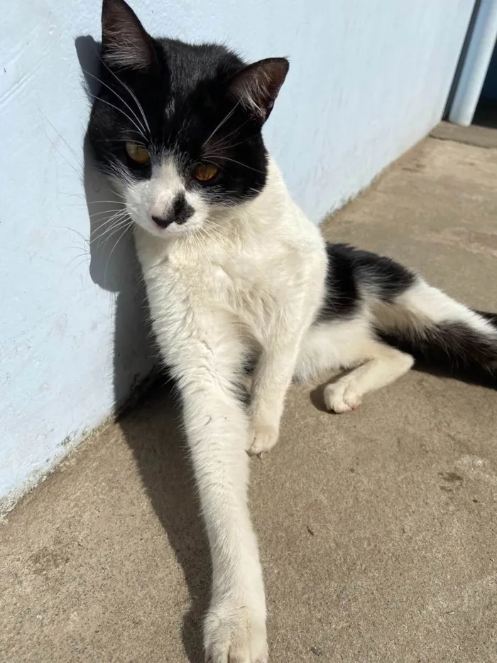 Gato ra a  idade 2 anos nome Sem nome