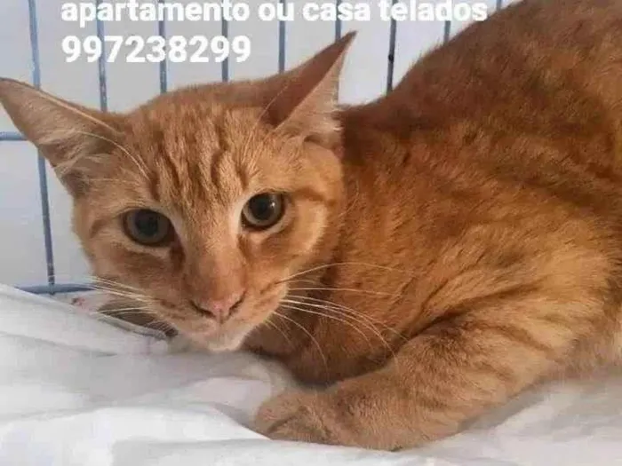 Gato ra a Srd idade 2 a 6 meses nome Apolo