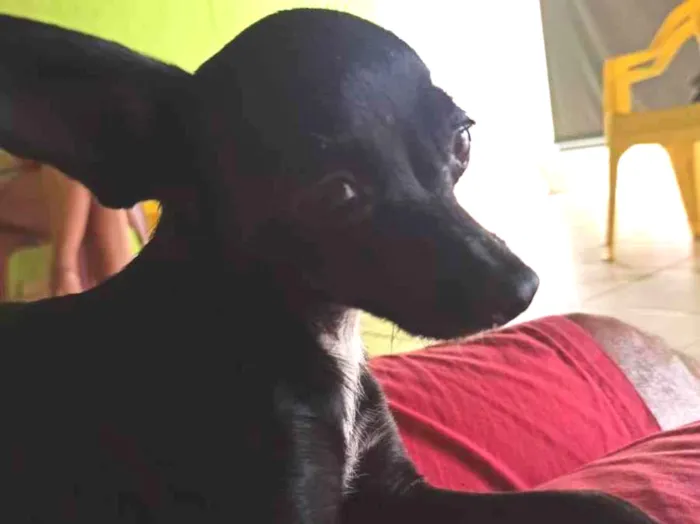 Cachorro ra a Pincher  idade 3 anos nome Belinha 