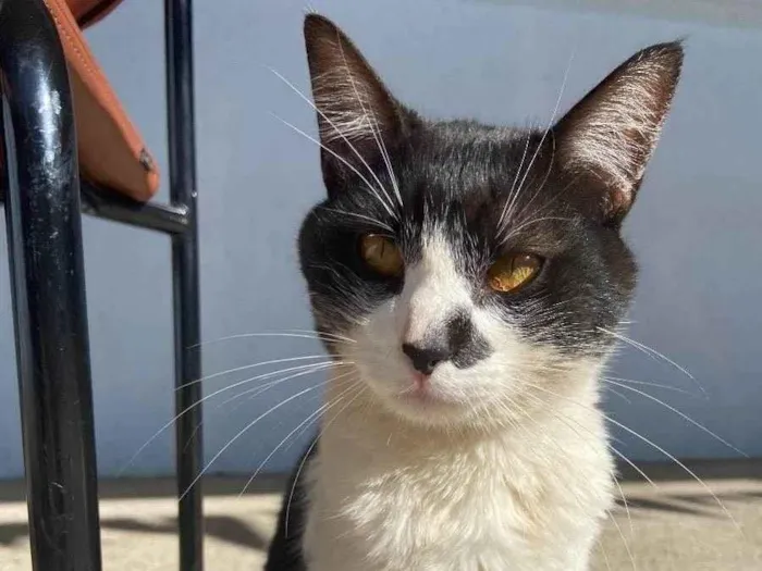 Gato ra a  idade 2 anos nome Sem nome