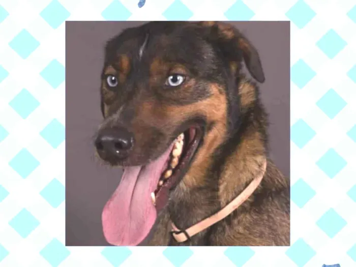 Cachorro raça  idade 5 anos nome Marwin 