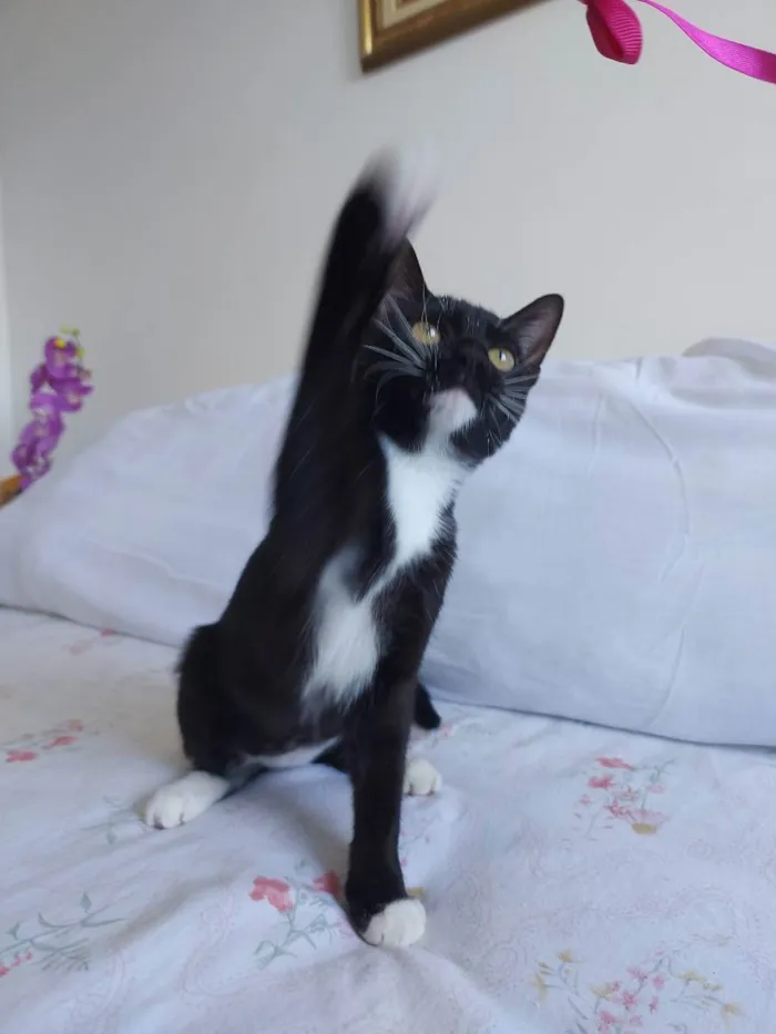 Gato raça Sem raça definida  idade 2 a 6 meses nome Meg - CASTRADA