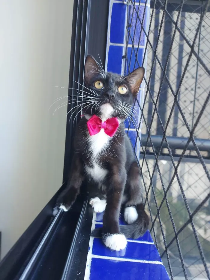 Gato raça Sem raça definida  idade 2 a 6 meses nome Meg - CASTRADA