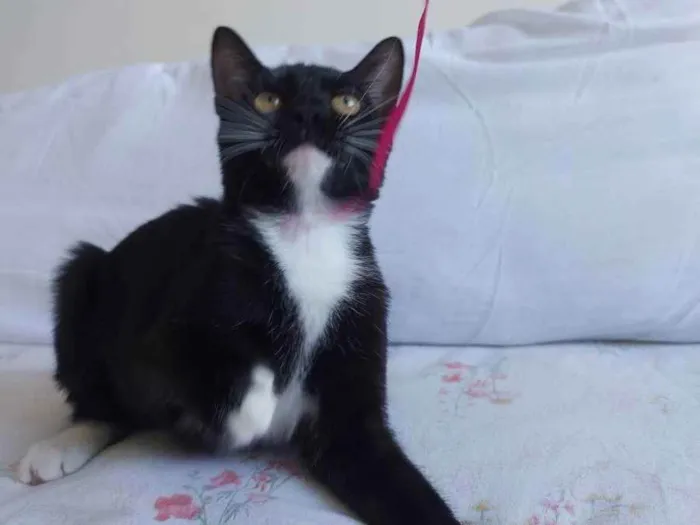 Gato raça Sem raça definida  idade 2 a 6 meses nome Meg - CASTRADA