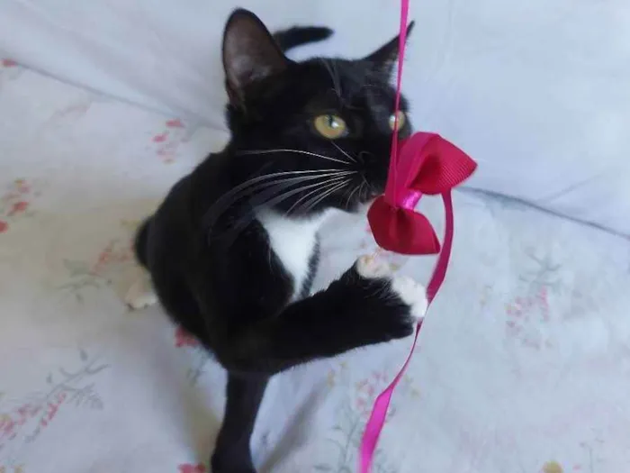 Gato raça Sem raça definida  idade 2 a 6 meses nome Meg - CASTRADA