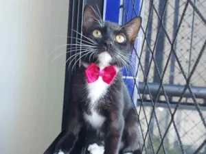 Gato raça Sem raça definida  idade 2 a 6 meses nome Meg - CASTRADA